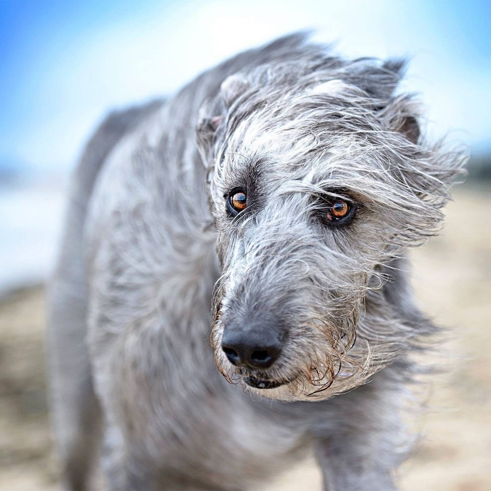 Перуанский волкодав