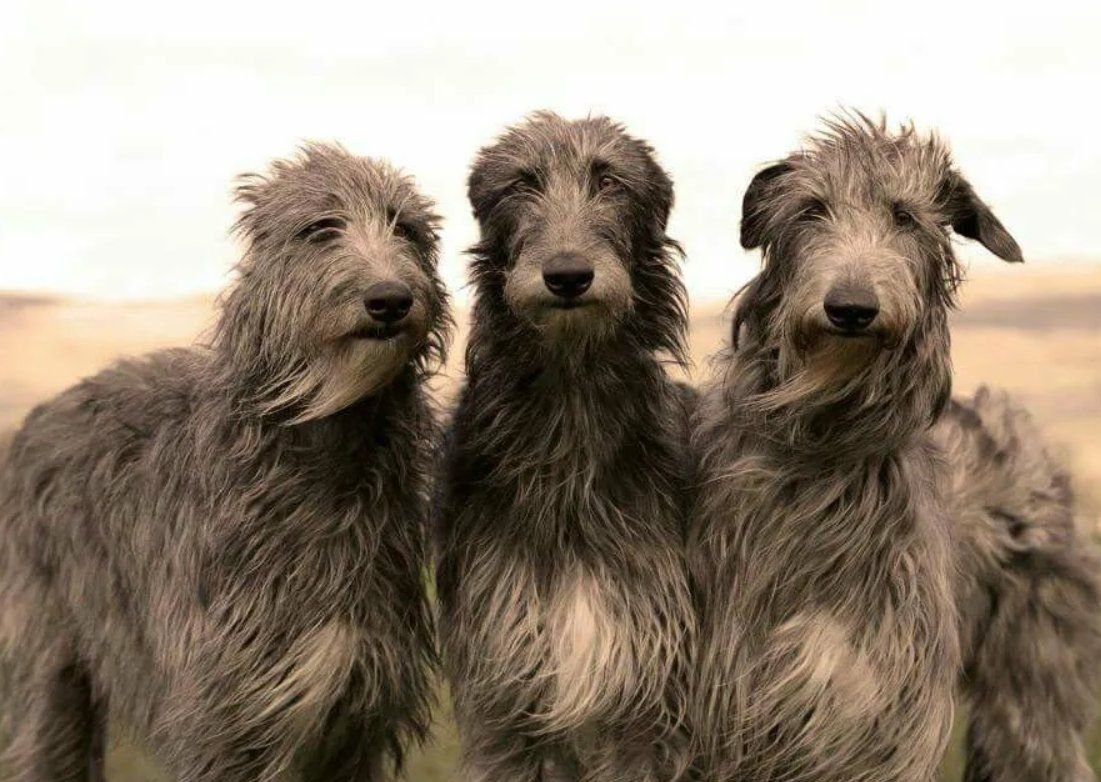 Ирландский волкодав и алабай