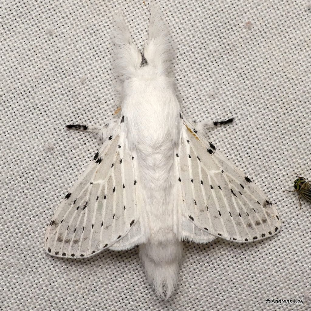 Тутовый шелкопряд