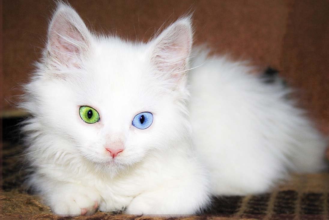 Европейская короткошерстная кошка белая