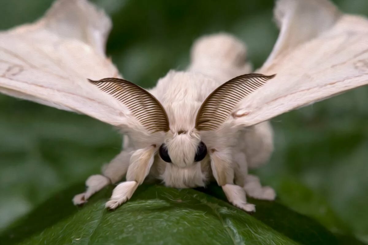 Венесуэльский пуделевый мотылек