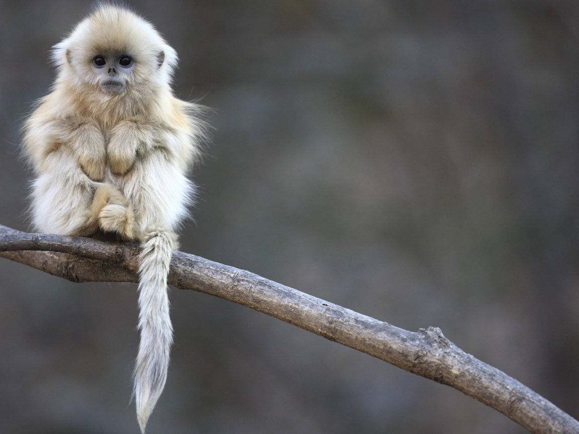 Тонкинский ринопитек