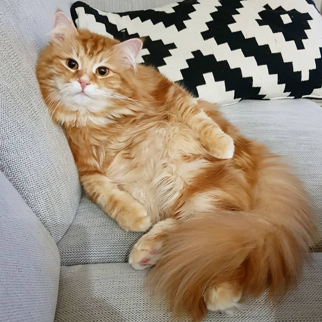 Рыжая кошка