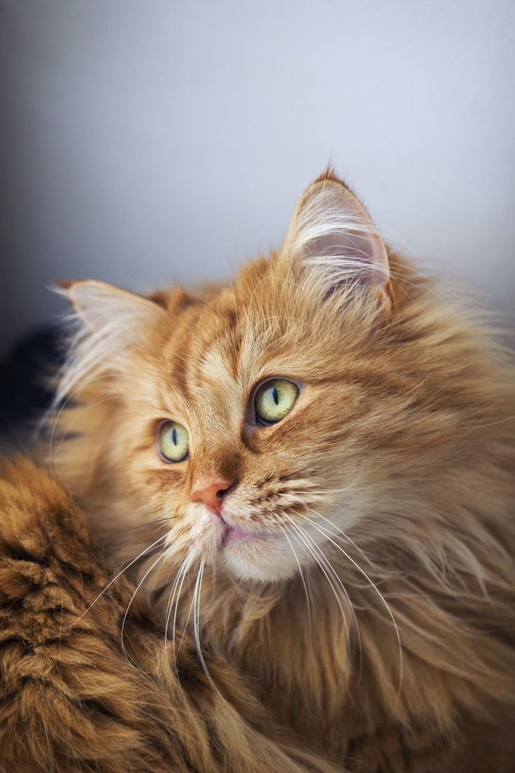 Сибирские коты рыжие