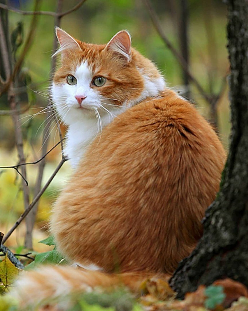 Рыжий кот Эстетика