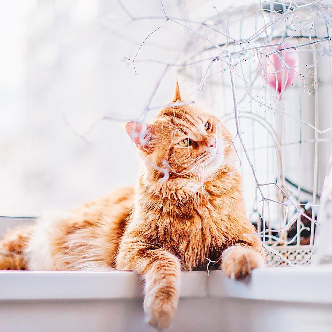 Турецкая ангорская кошка рыжая