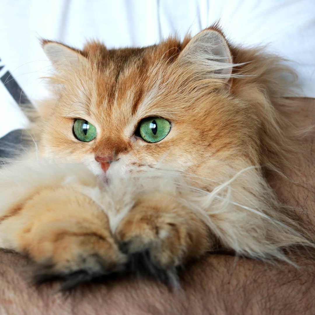 Сибирская кошка котята рыжие