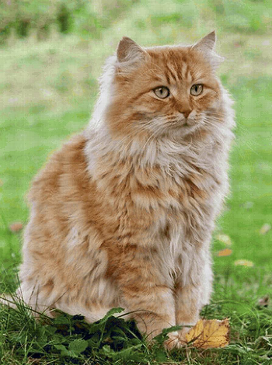 Рыжий длинношерстный Сибирский кот