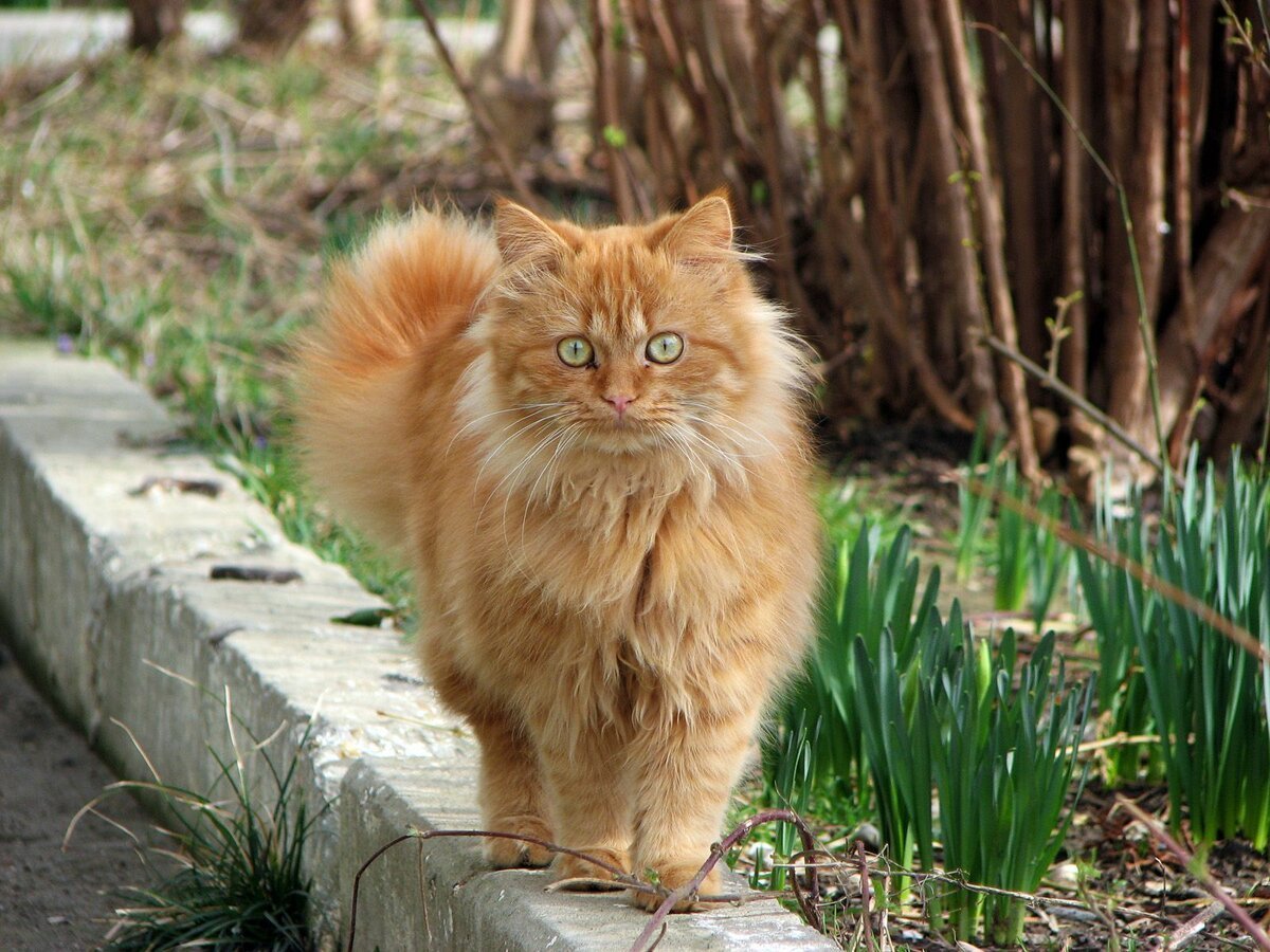 Коты Воители Острозвезд