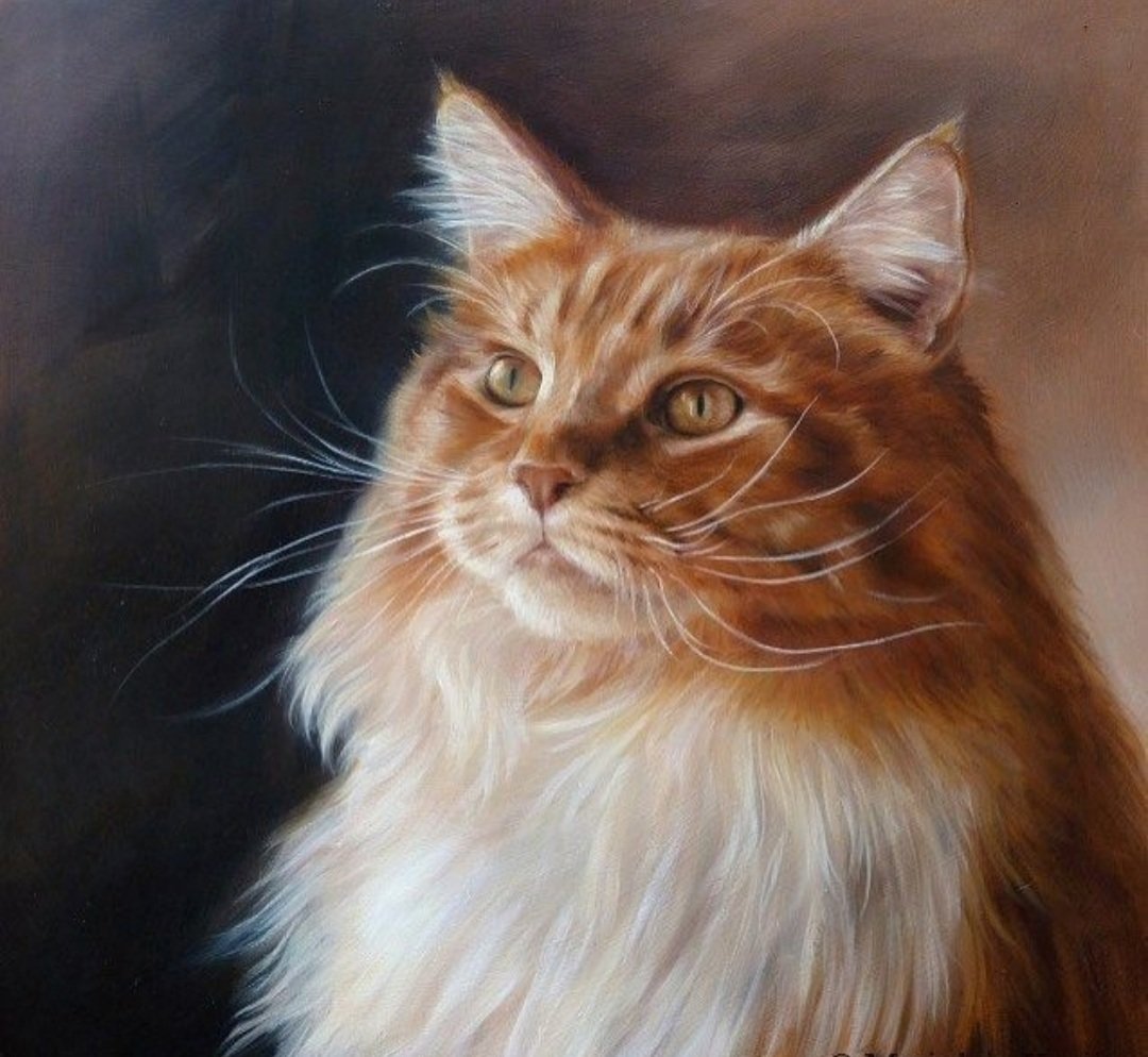 Коты Воители Мейн кун