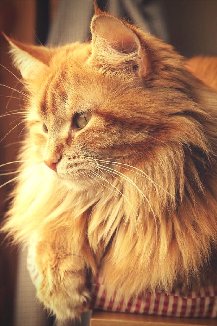 Рыжий кот