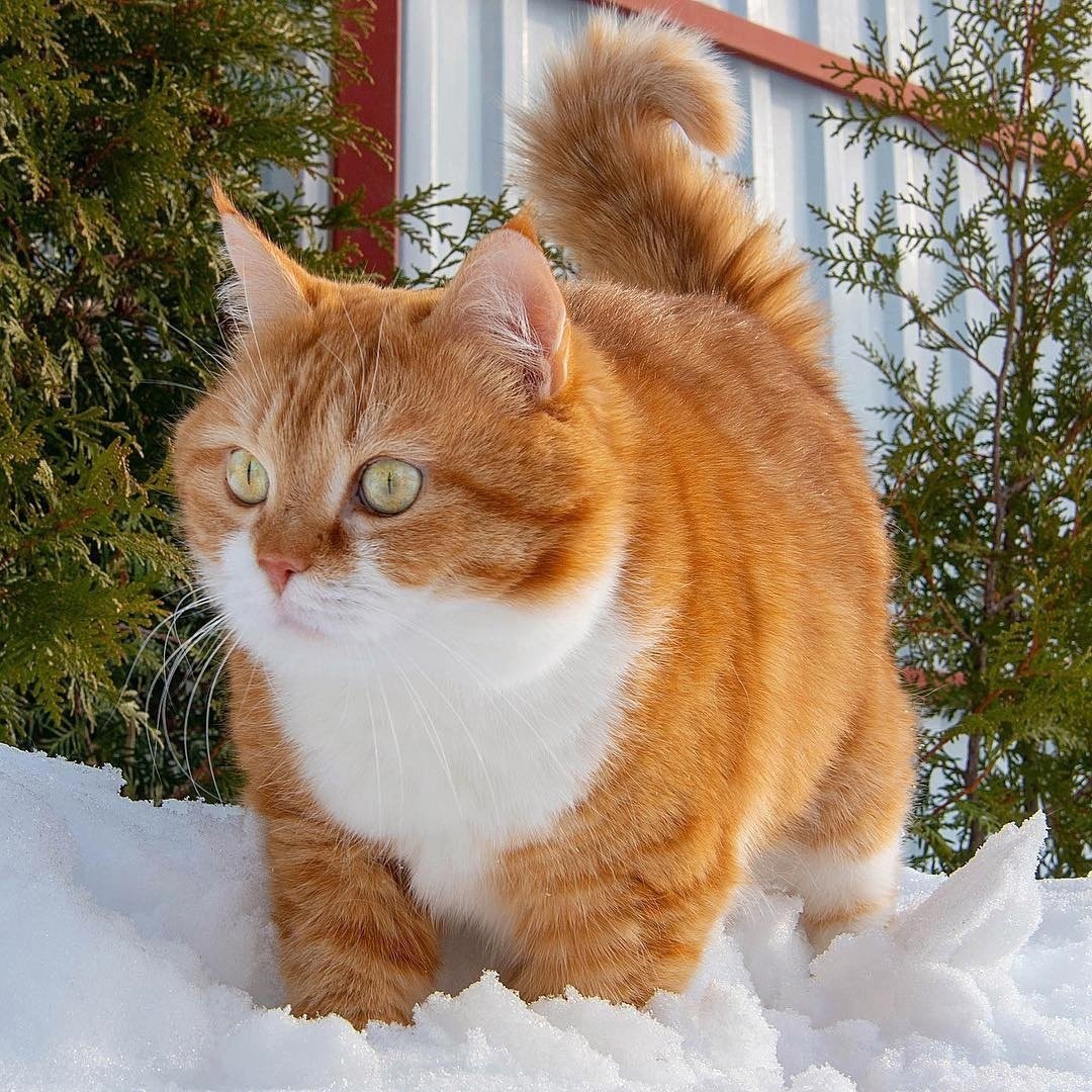 Рыжий кот зима