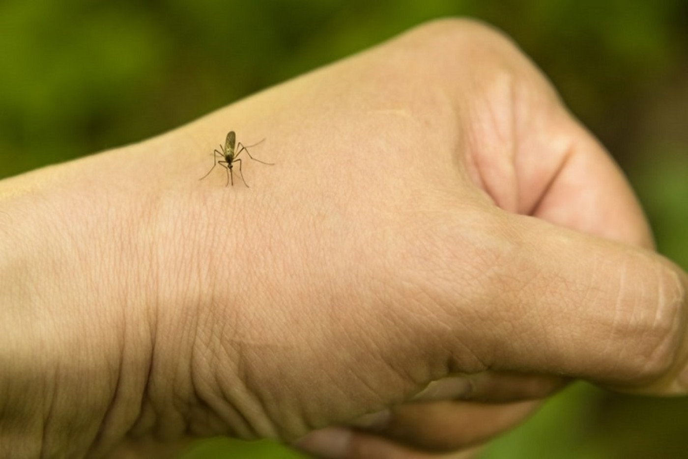 Комары к чему снятся в большом количестве. Маленькие комары. Насекомые комар. Комары на природе.