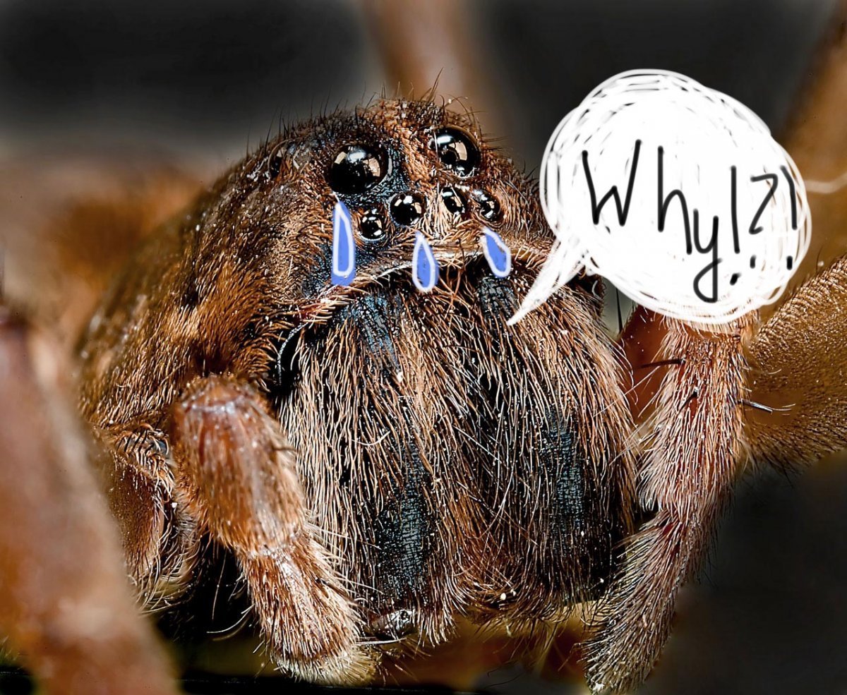 Синий птицеед Poecilotheria Metallica