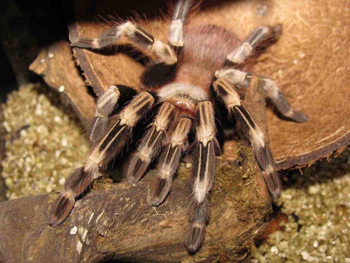 Паук птицеед Avicularia versicolor