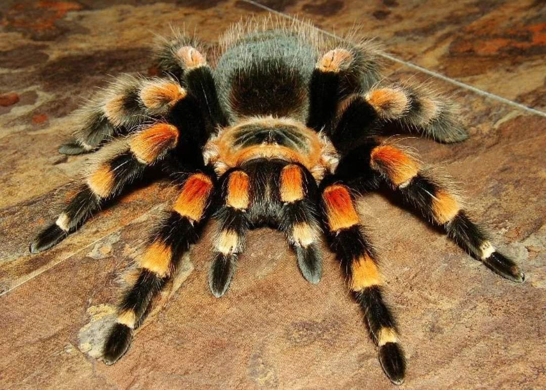 Ручной паук