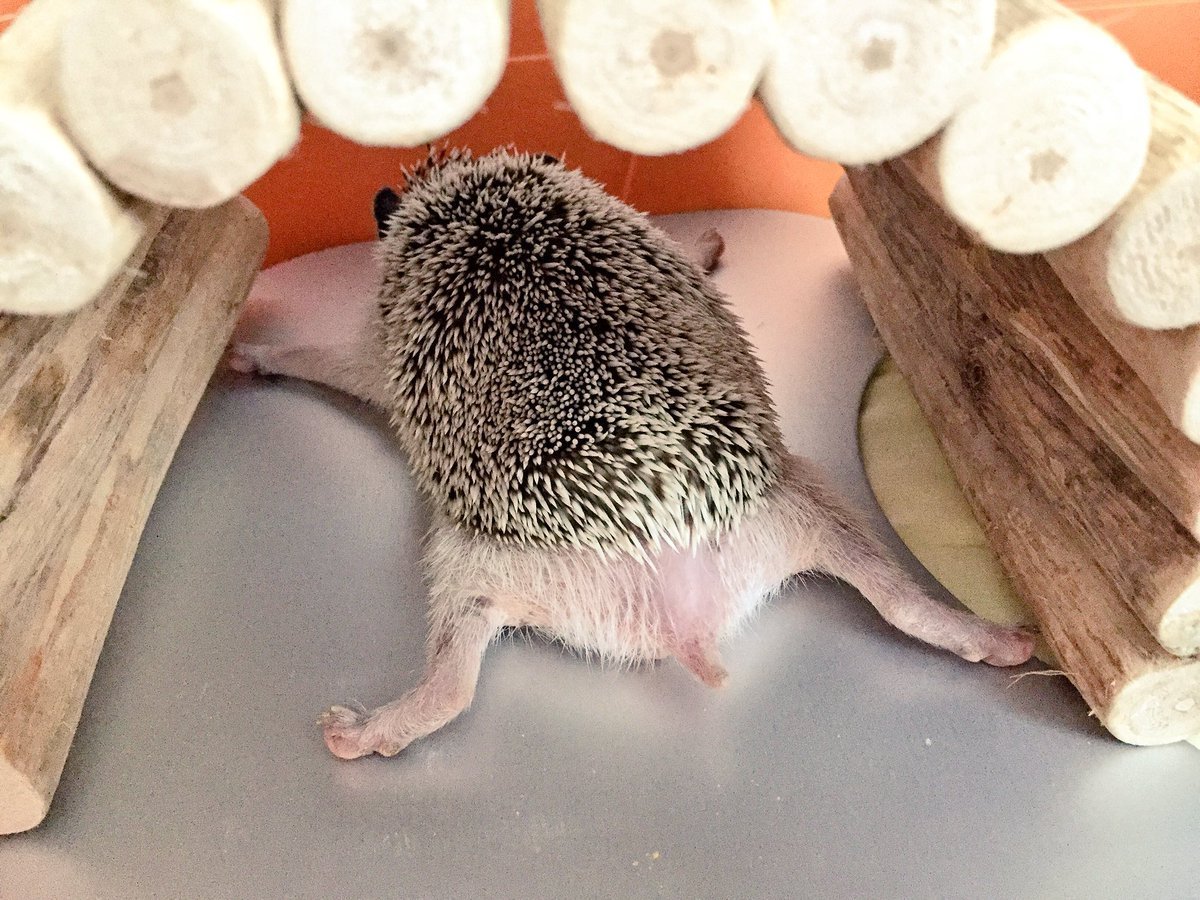 Смешной Ежик спит