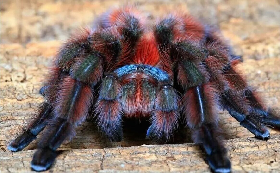 Паук птицеед Acanthoscurria geniculata