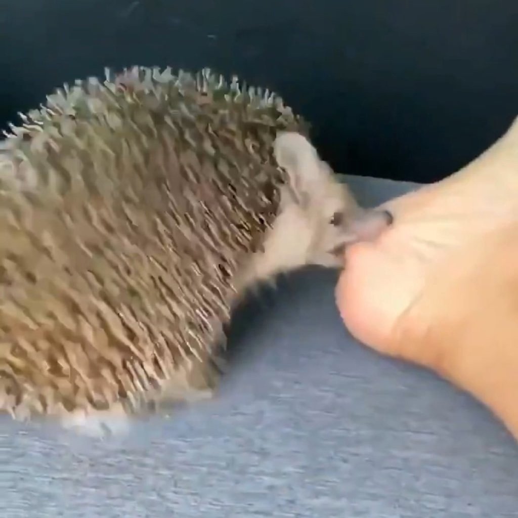 Ежик в ванной