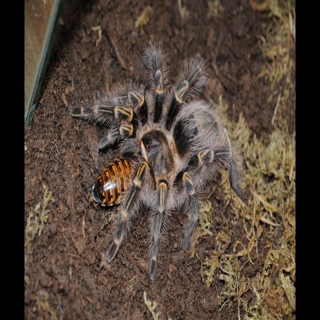 Африканский паук птицеед