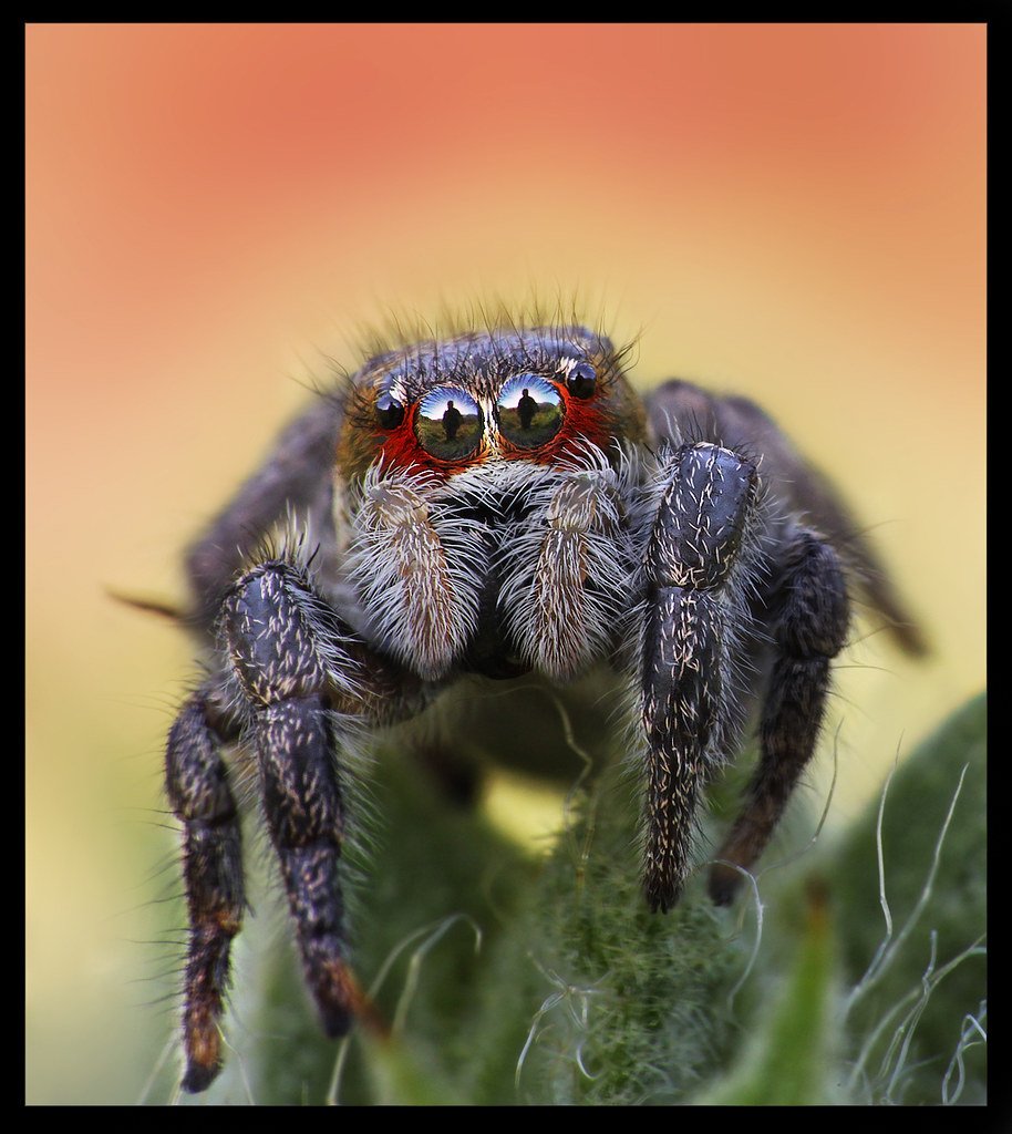 Охота паука крестовика