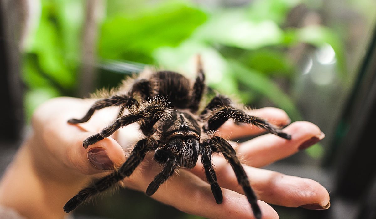 Grammostola mollicoma