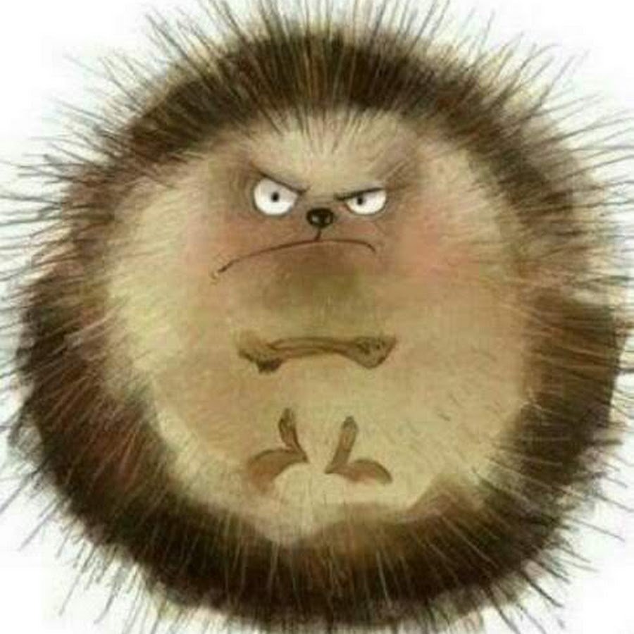 Енотовидная собака лысая