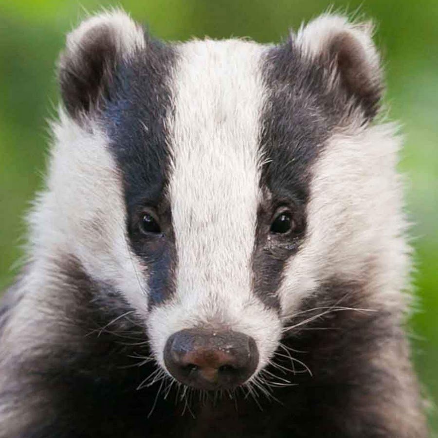 Барсук анфас