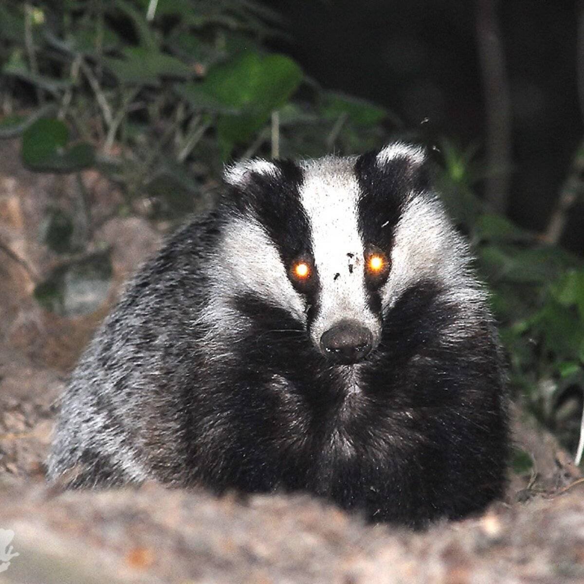 Барсук Meles Meles