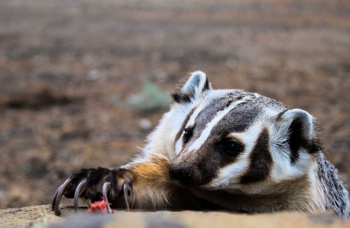 Североамериканский барсук