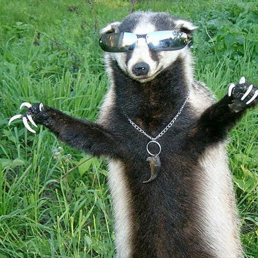 Смешной барсук