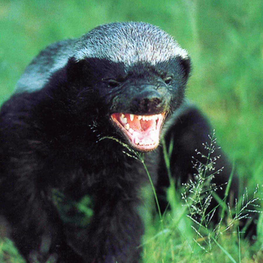 Злой барсук медоед