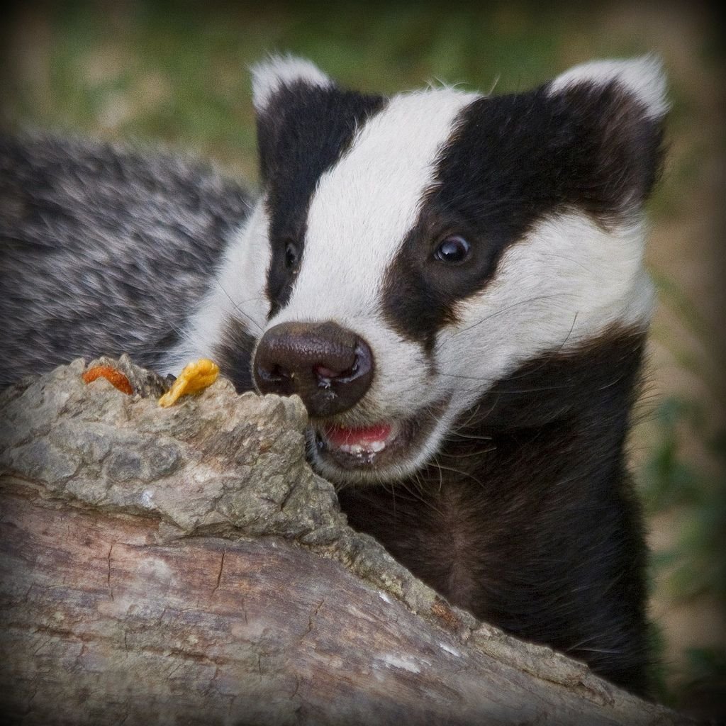 Европейский барсук злой