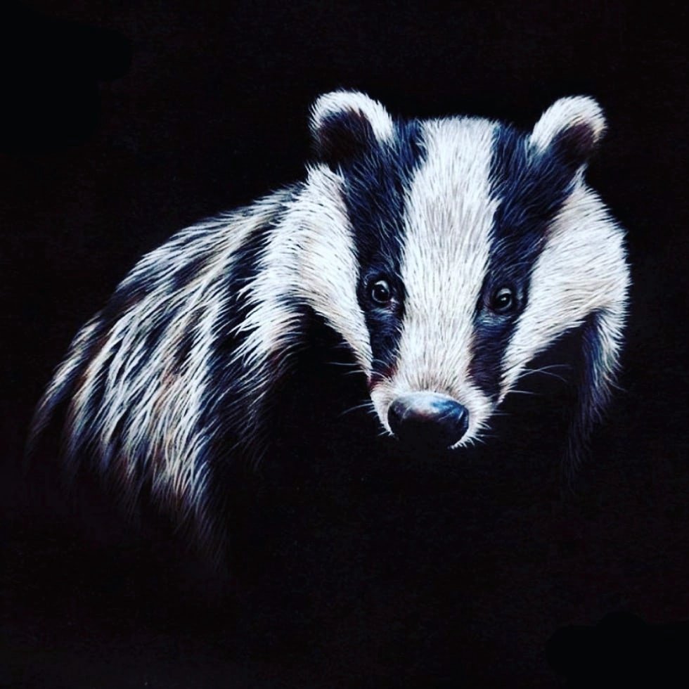 Черный барсук