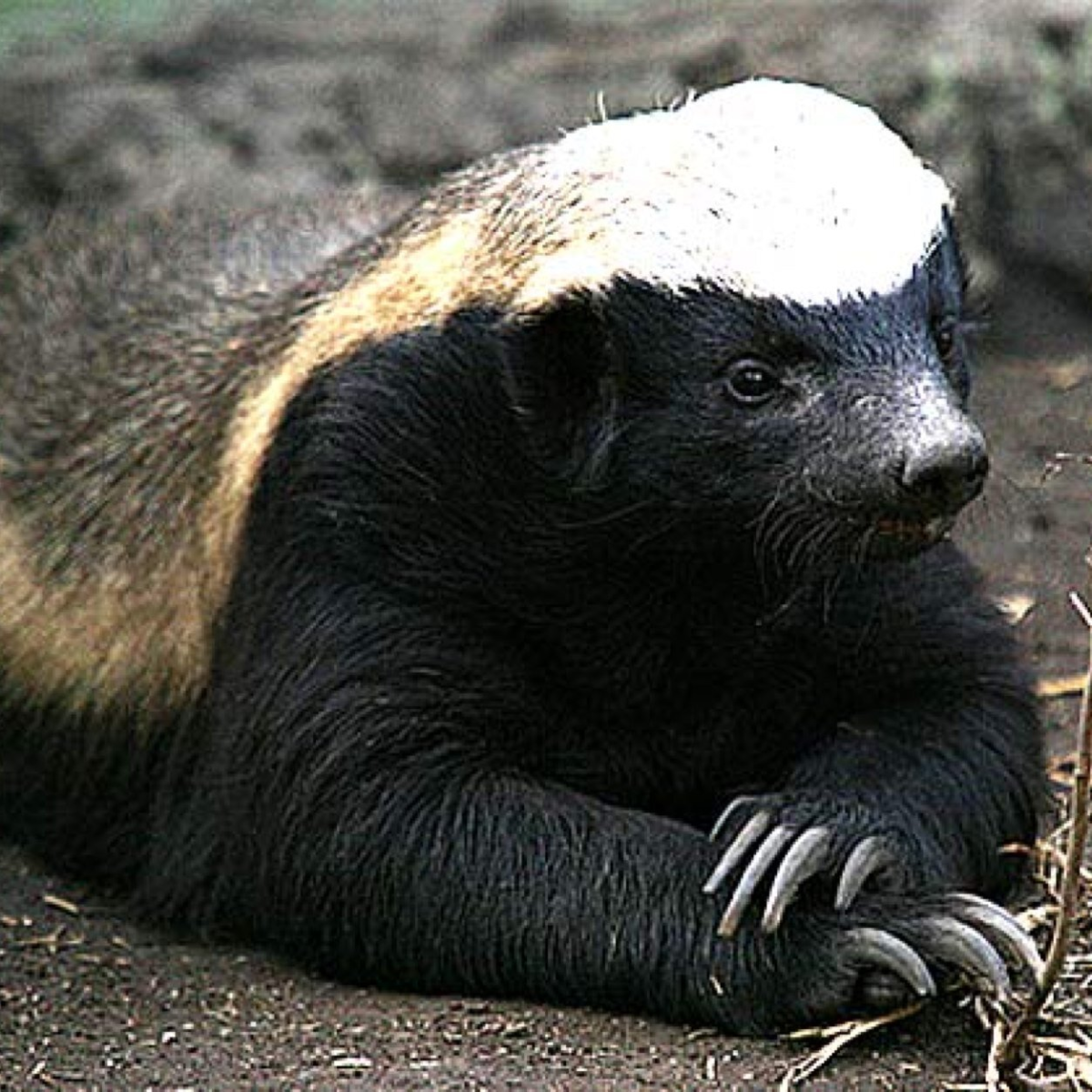 Африканский барсук медоед