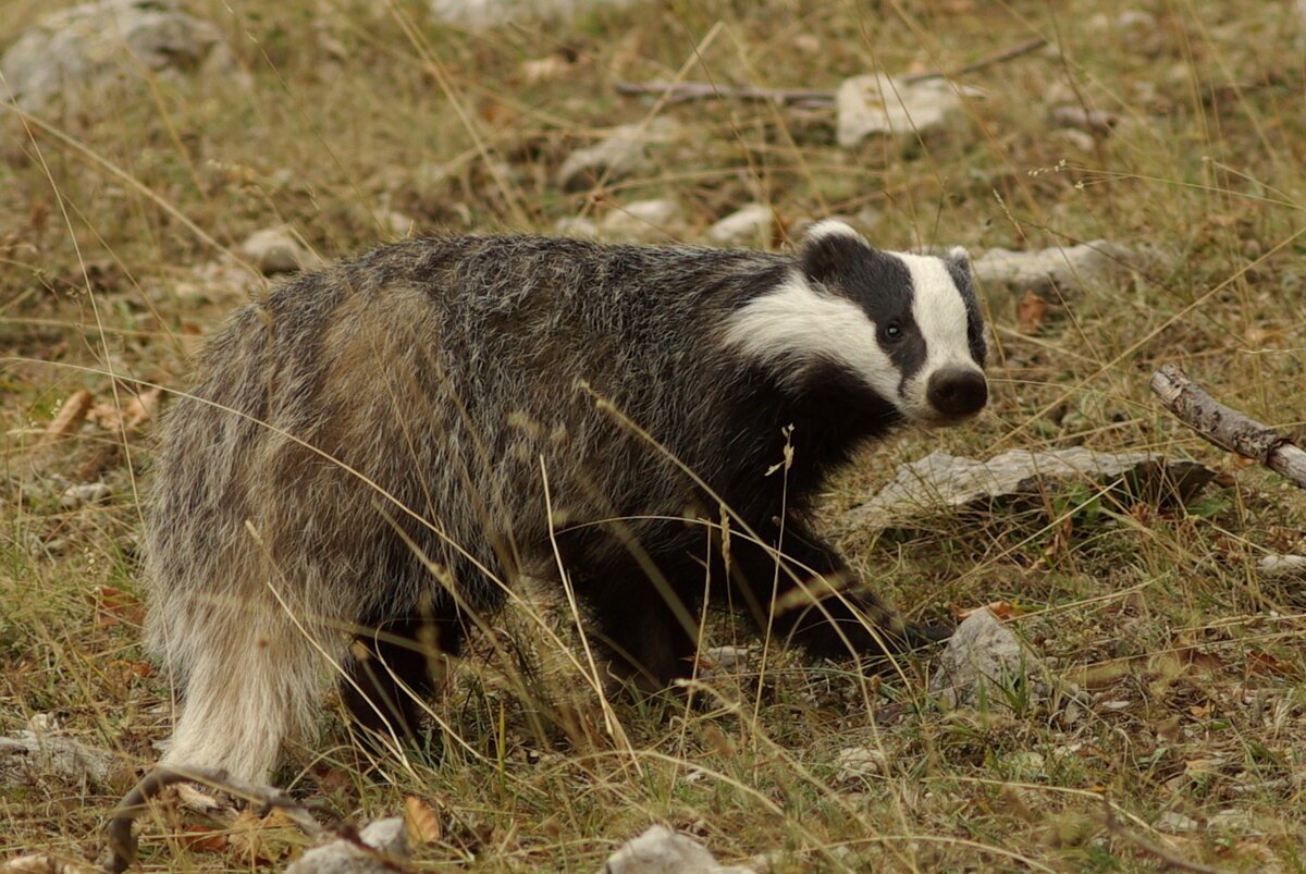 Обыкнове́нный барсу́к Meles Meles