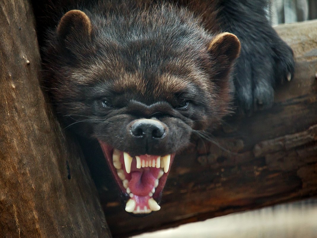 Росомаха злая