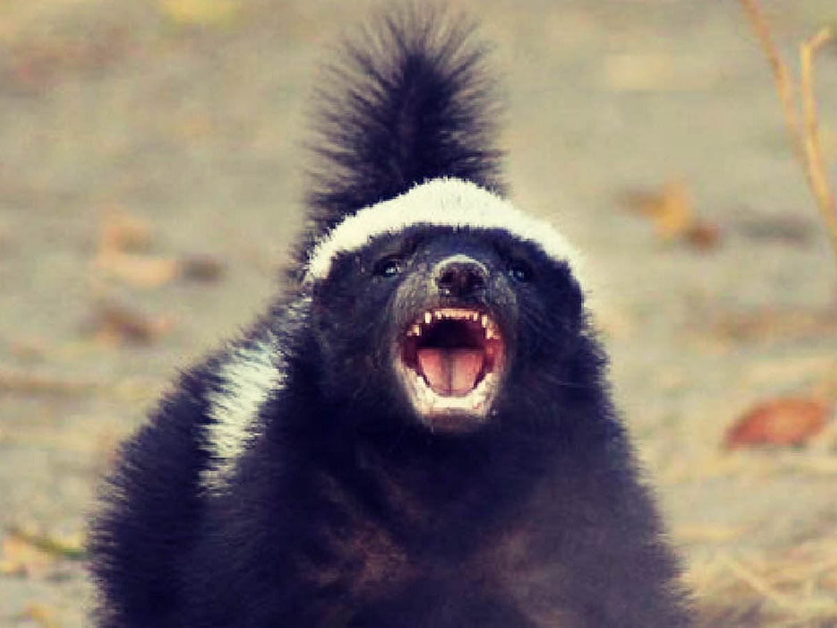 Барсук Росомаха медоед