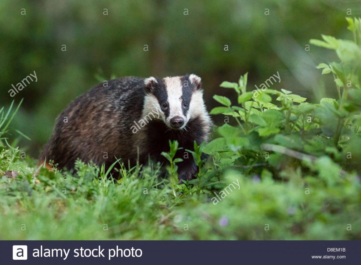 Европейский барсук в Республике Коми