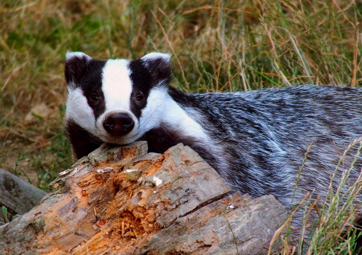 Европейский барсук злой