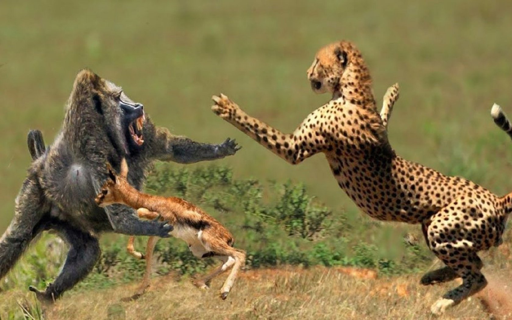 Схватки диких. Поведение животных. Оборонительное поведение животных. Гепард атакует. Необычное поведение животных.