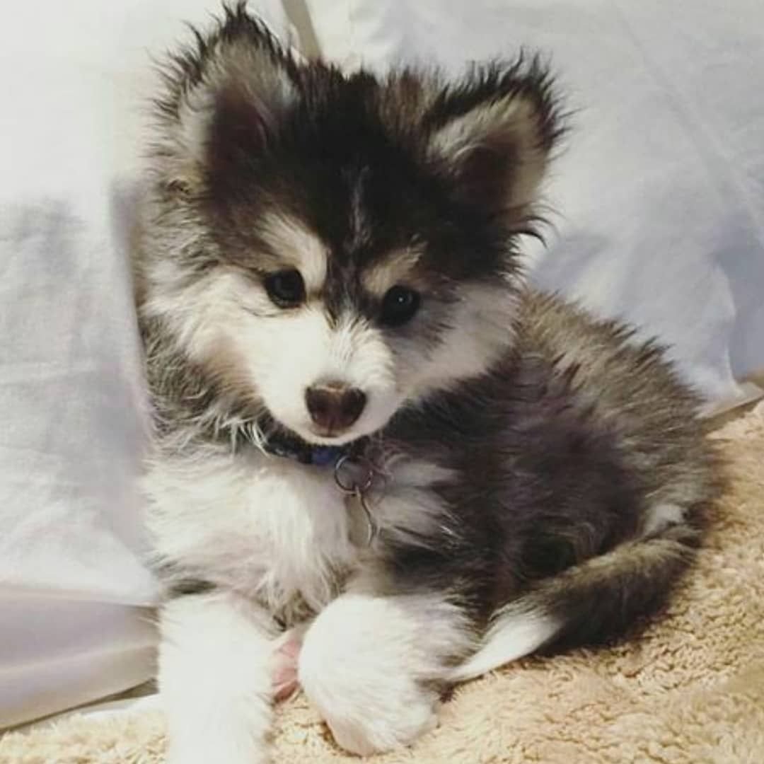 Смесь МОПСА И сиба ину