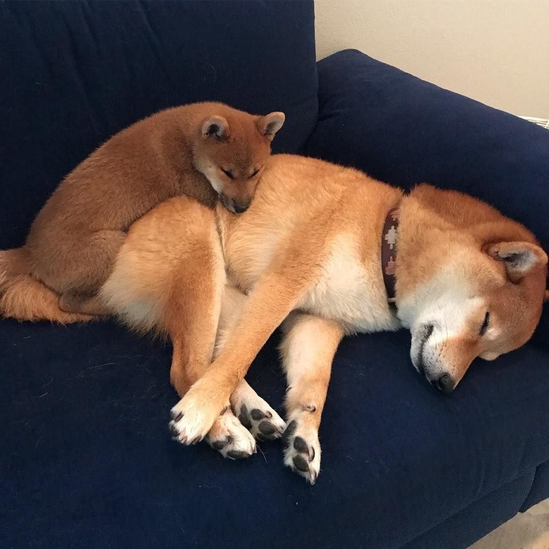 Собаку раскрасили под тигра