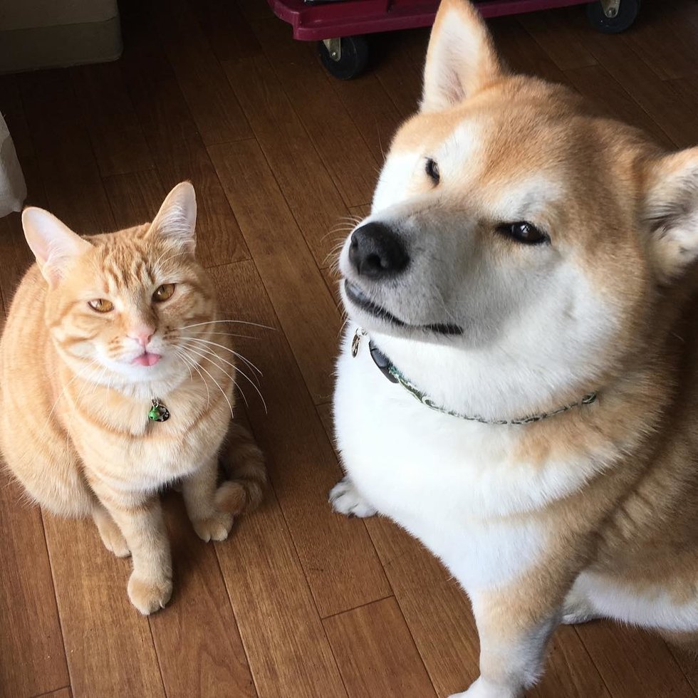 Метис лисы и хаски