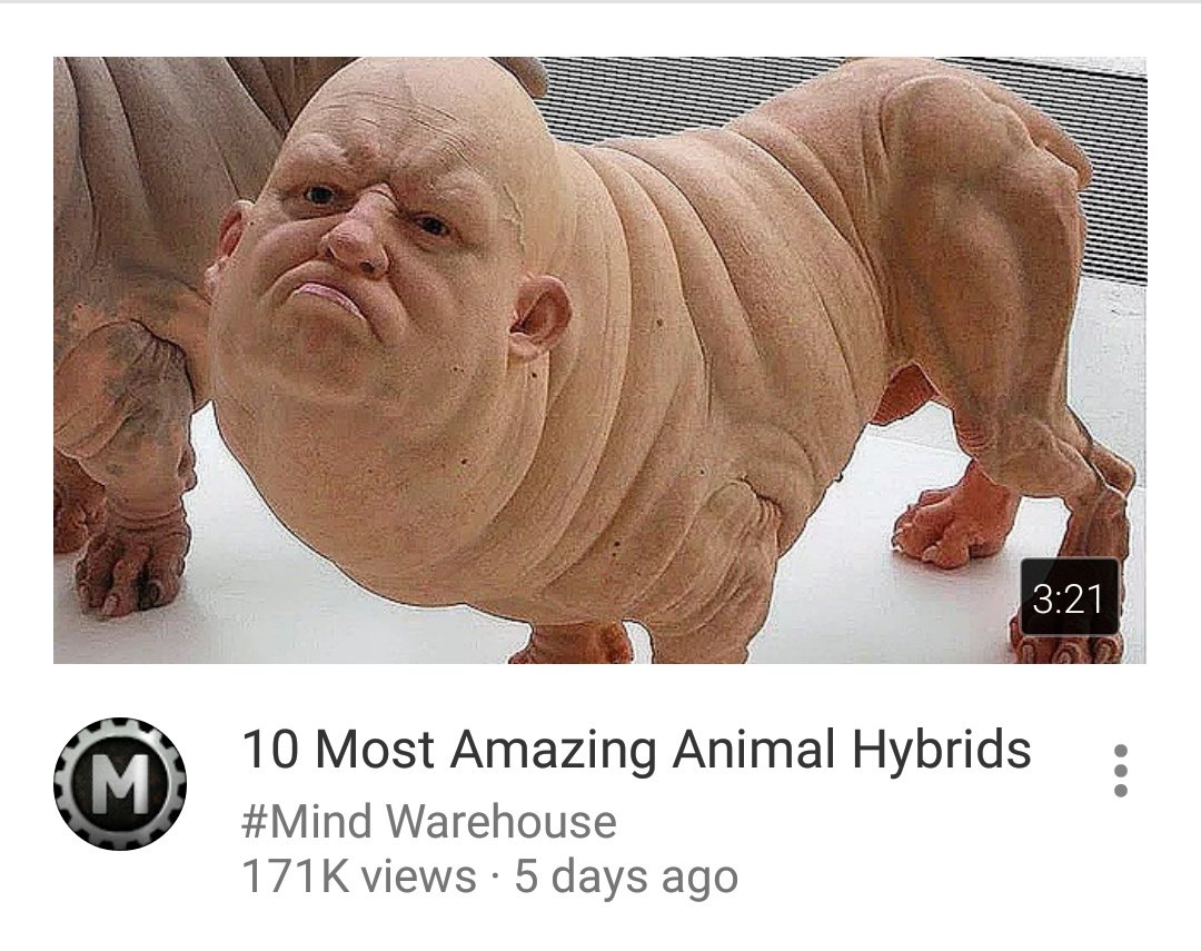 Доберман-пинчер альбинос