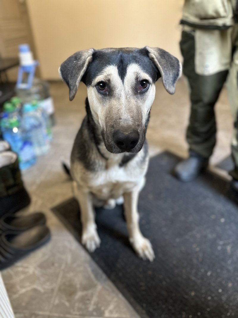 Смешанные породы собак с фотографиями