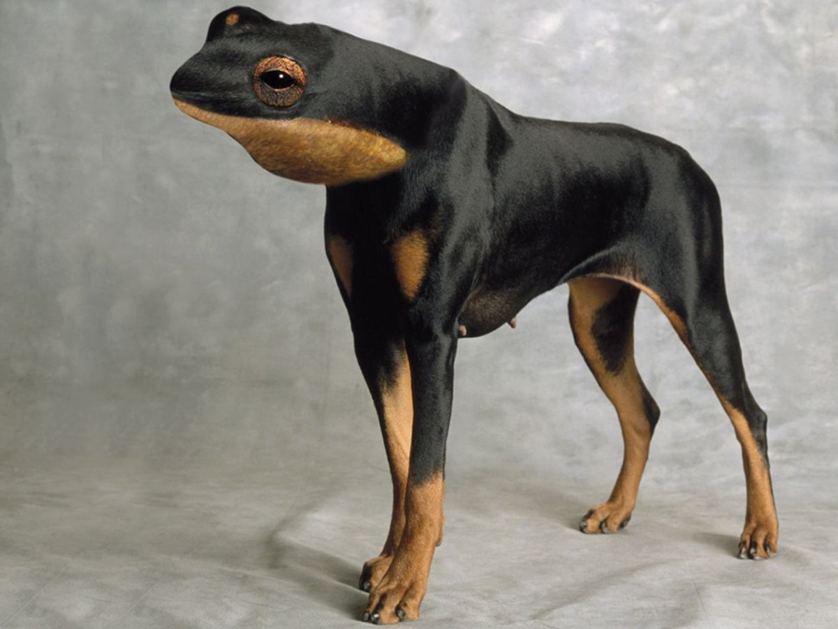 Метис хаски и таксы