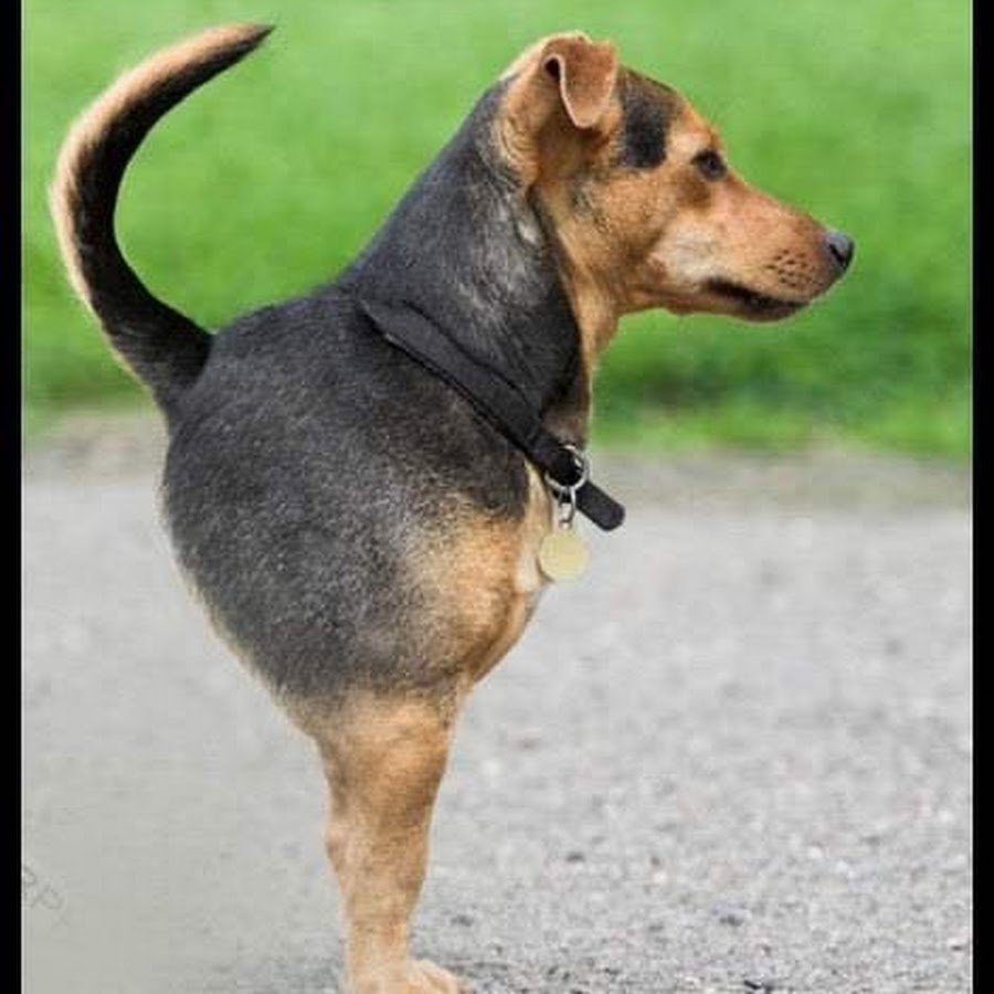 Чау чау и шарпей