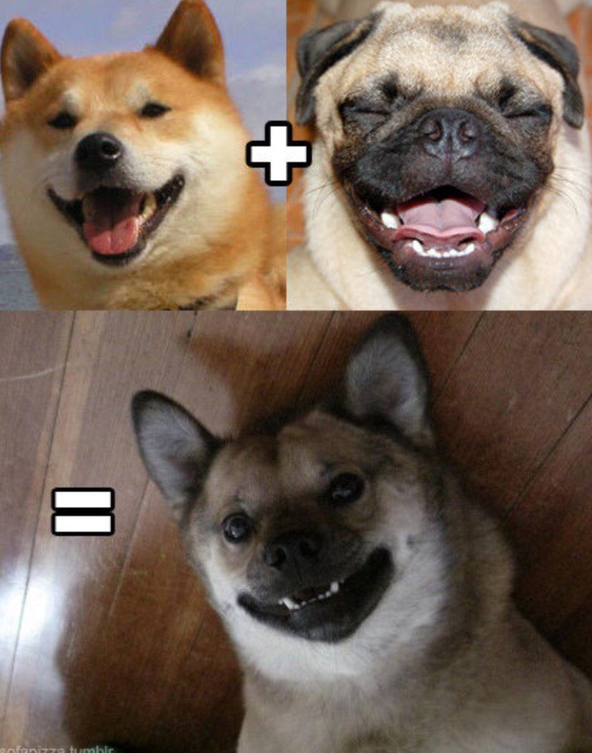 Вельш корги и Мопс