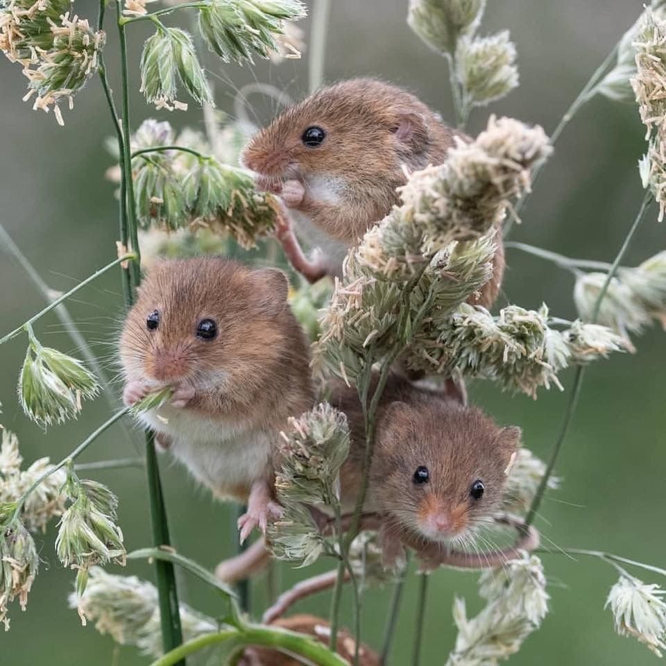 Детеныш мыши полевки